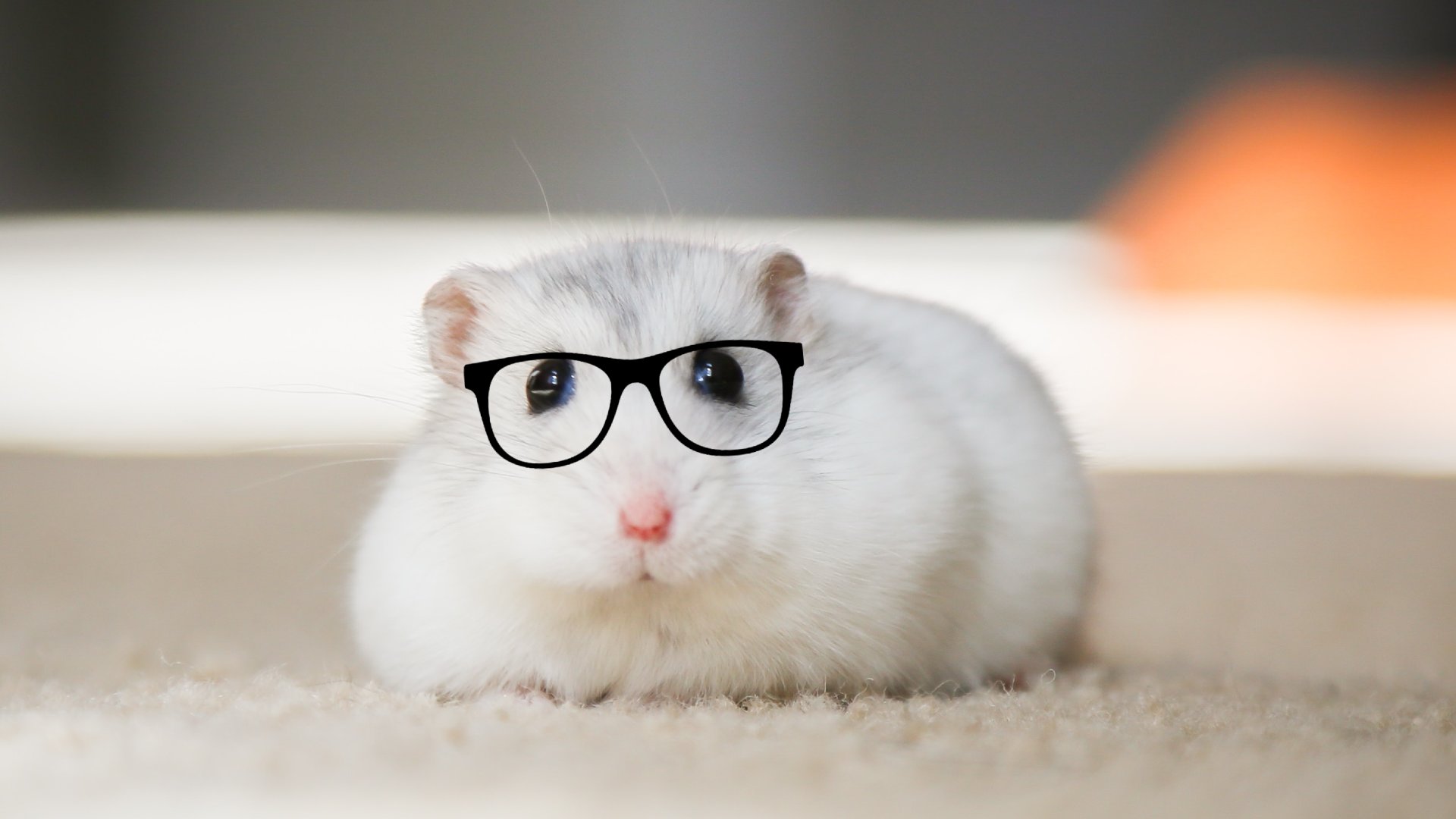 Surprising pet facts about cats, dogs, rabbits, turtles, fish, and hamsters.
