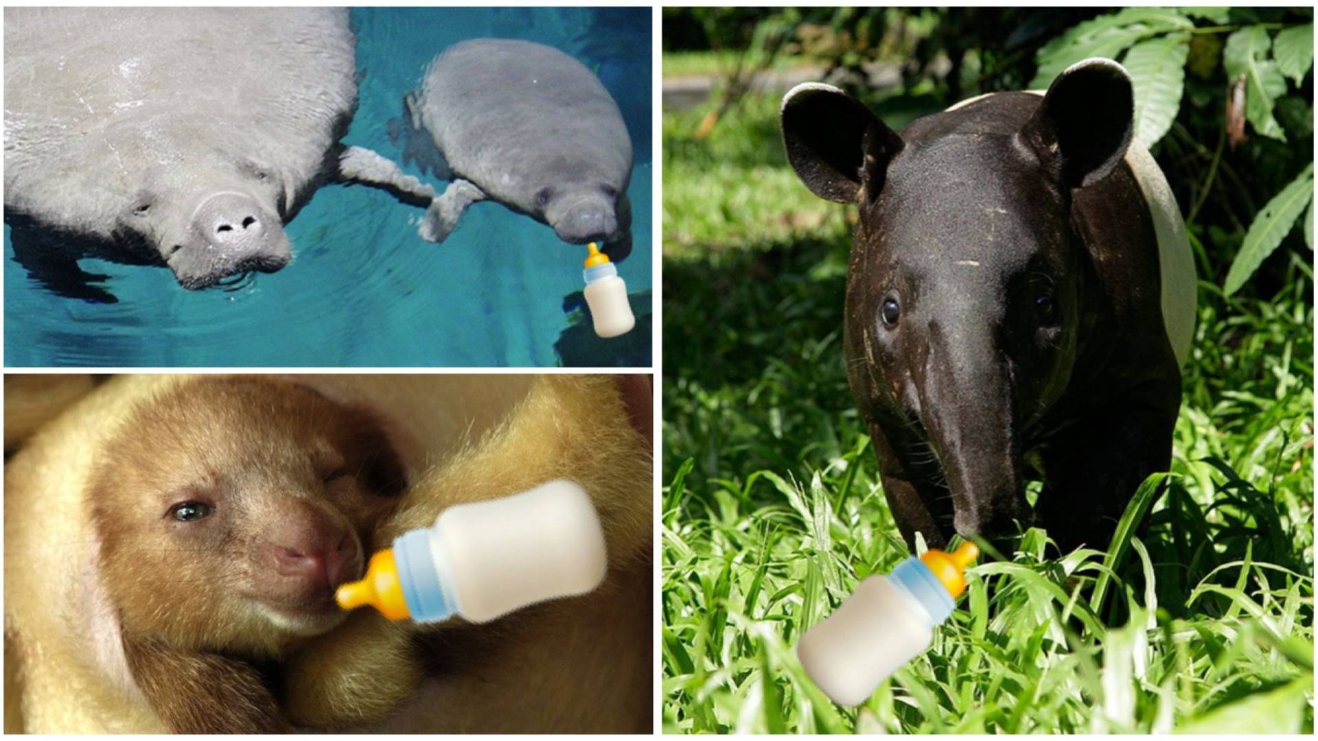 Animal babies born at Singapore’s wildlife parks during COVID-19, from tree kangaroos to tiger cubs.