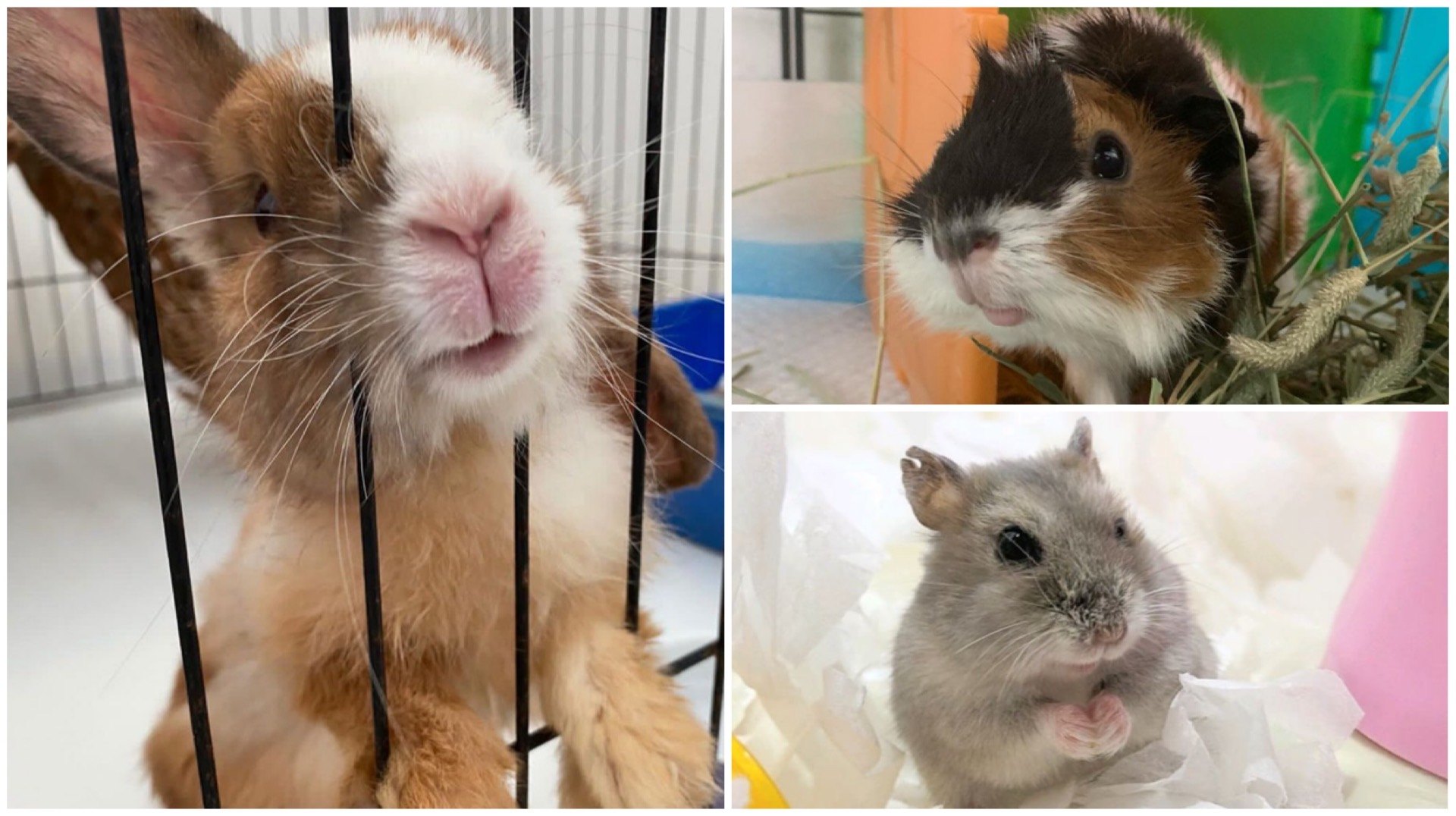 Besides dogs and cats, there are many other animals that need help too, including rabbits, guinea pigs and hamsters.