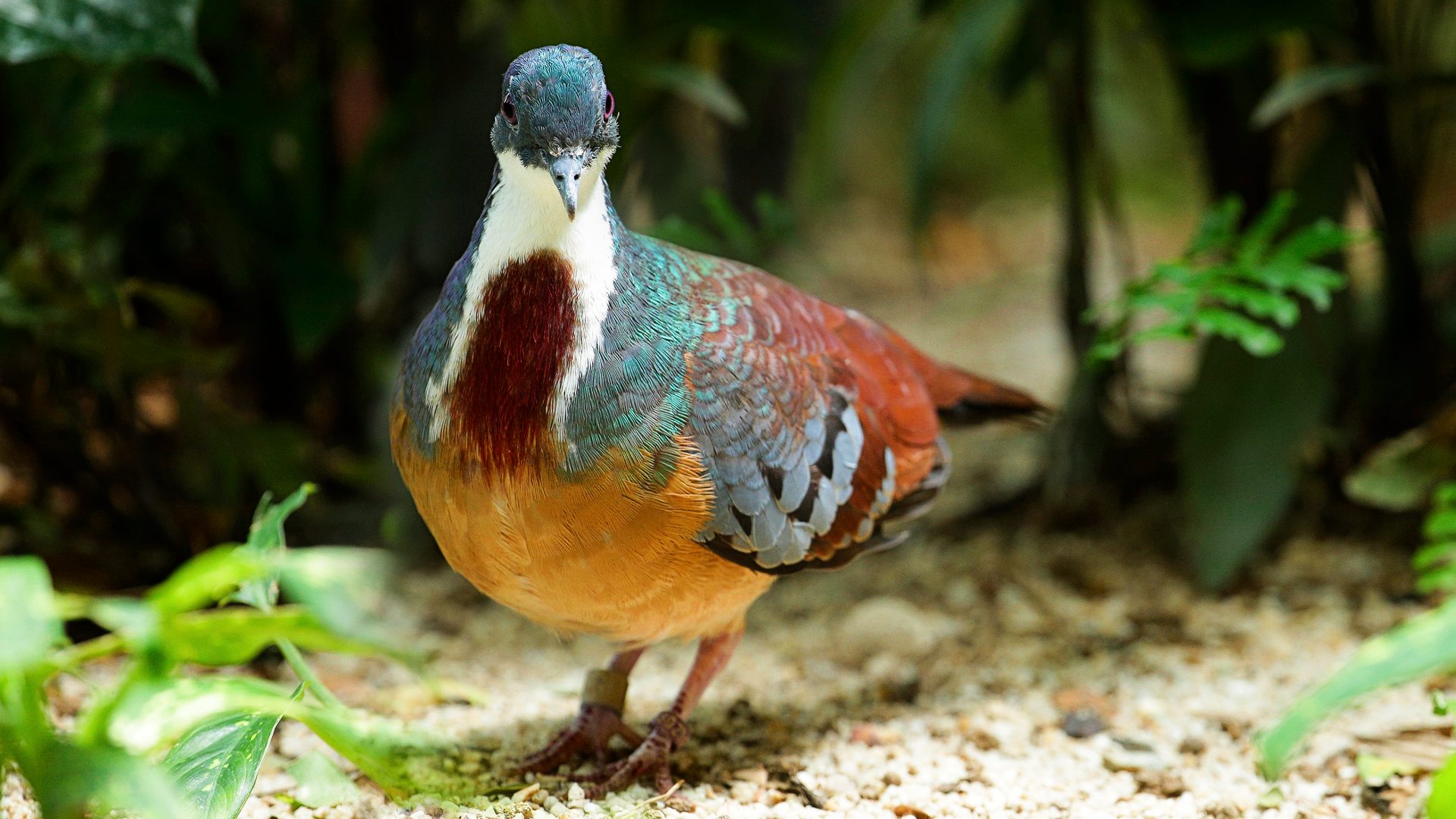 Seen here at Jurong Bird Park's Heliconia Walk habitat, the Mindanao Bleeding-Heart Dove is one of five Bleeding-Heart Dove species endemic to the Philippines.