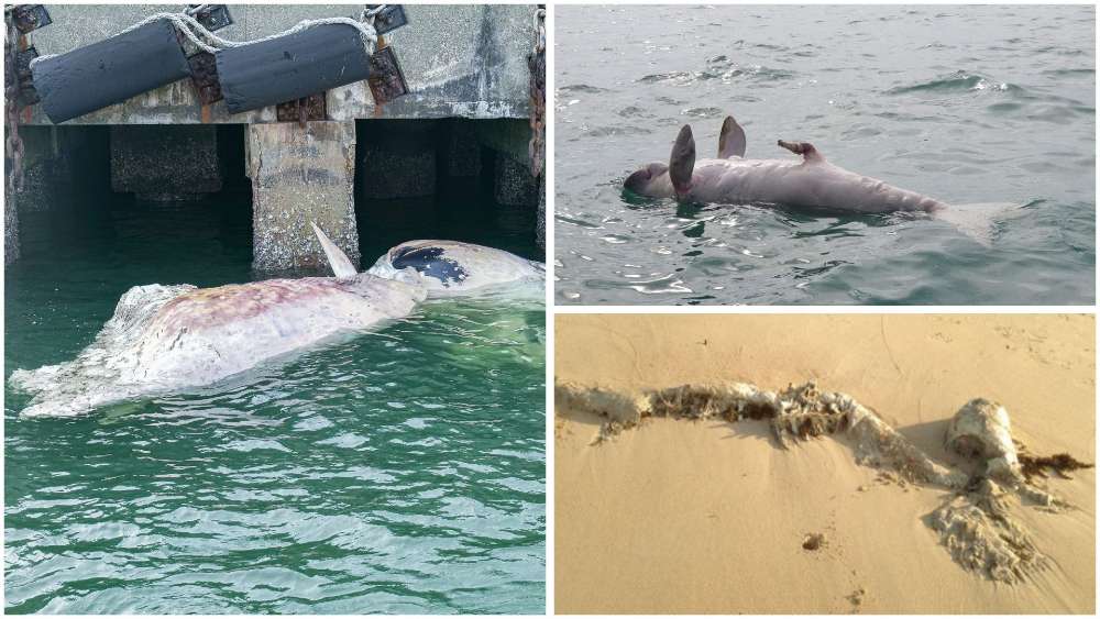 Singapore is no stranger to having animals or unusual objects wash up on our shores.